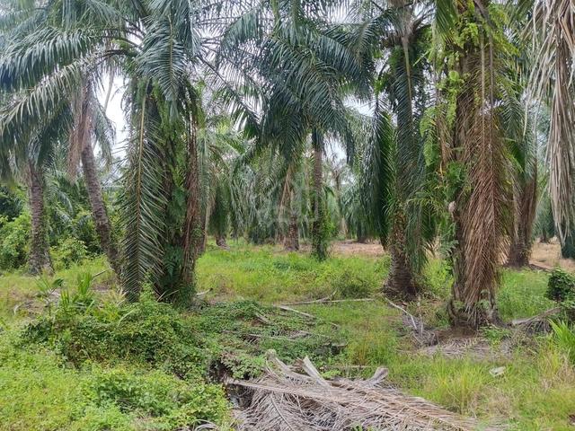Kebun Sawit 3.8 Ekar Sungai Acheh Nibong Tebal (Zoning Industri) 1