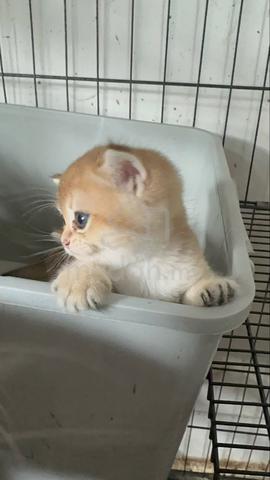 Kucing bsh cat - photo 5 of 5