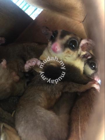 sugar glider - Pets for sale in Pendang, Kedah