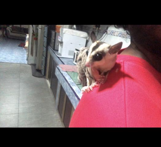 Sugar Glider - photo 2 of 4