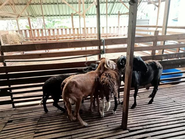 Carousel Image
