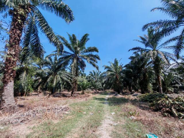 Pekan Teluk Kuala Langat 5 acre Facing Road Agriculture land for sale 1