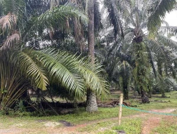 3 Acres Land Jalan Paip Meru Zoning Resident Bank Value 4mil Freehold 1
