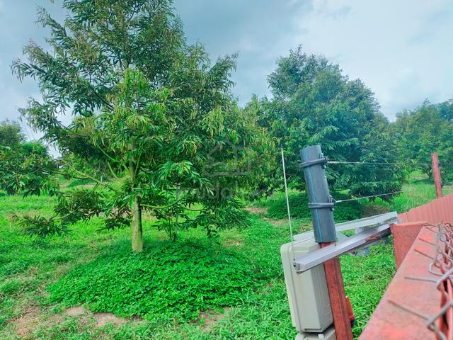 Lenggong Padang Grus Durian Land 2