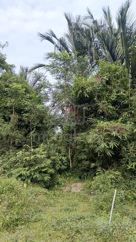 tanah cantek 1