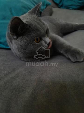 BSH Male - photo 3 of 6