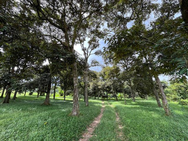 GOOD FOR INVESTMENT 3 Acres Durian Farm Labu, Salak Tinggi, Sepang 4