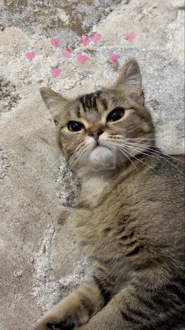 British shorthair - photo 5 of 6