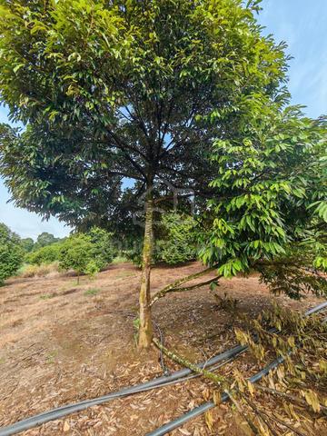 Want to sell Tanah 4 ekar dusun durian Ulu Gali, Raub Pahang 1