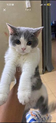 british shorthair (bsh) 9bulan - photo 2 of 2