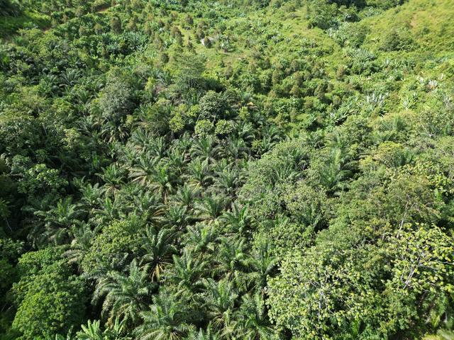 Sungai Siput Agriculture Land For Sale 1