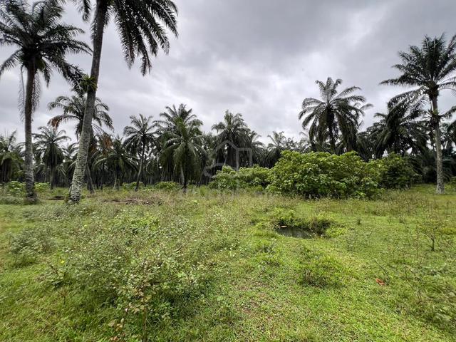 Freehold 3.605 Ekar Ladang Sawit RTB Sungai Draka Taiping, Perak 2