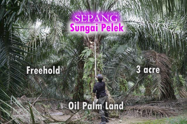 Sepang Sungai Pelek Freehold 3acre Oil Palm Land With Tree 1