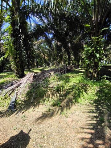20 acres Main Road Side Oil Palm Freehold Kota Tinggi 1