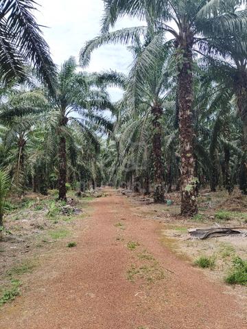 KEBUN SAWIT sebelah jalan  KAMPUNG 1