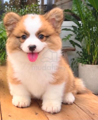 Carousel Image Selected