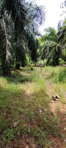Oil Palm Estate for Sale Kunak 5000 Acres 1