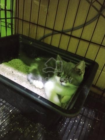 Bsh  - photo 3 of 5