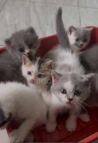 Bsh Kitten - photo 5 of 6