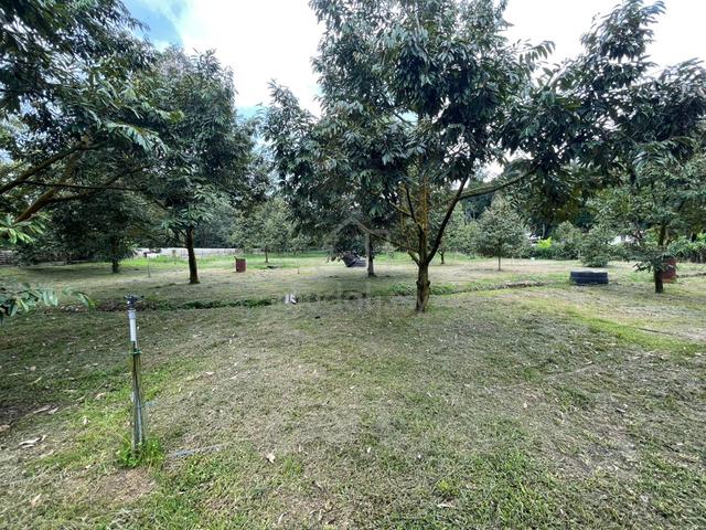 Batang Kali, 2 acre durian orchard,beside road. 1