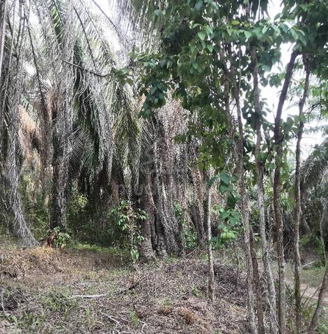 Kebun Kelapa Sawit Untuk Dijual 1