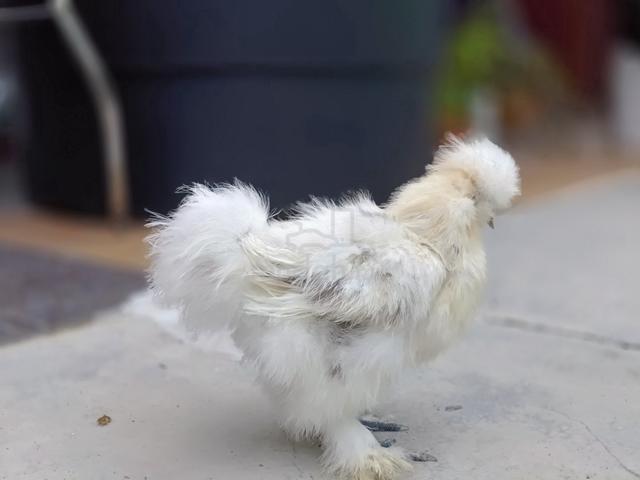 American silkie - photo 4 of 4