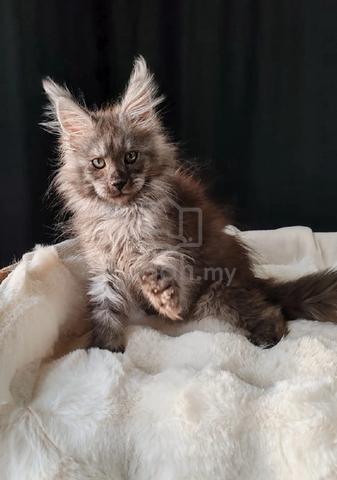 Carousel Image