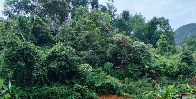 Tanah Pertanian Untuk Dijual 1