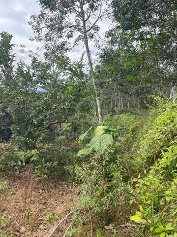 Tanah getah untuk dijual di Semerbok Negeri Sembilan 1
