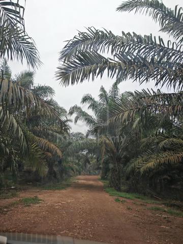 Sedenak  Kulai Land For Sales 1