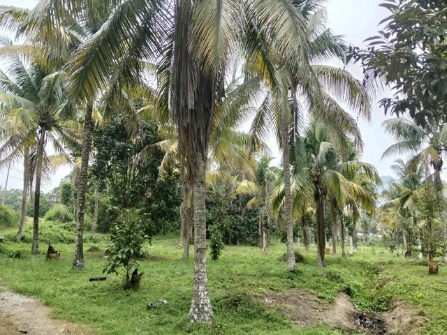 Tanah Dusun durian dan Pokok Kelapa, 5.3 ekar ,mainroad ke Seremban 1
