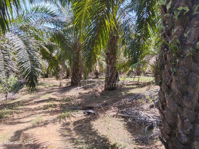 Tanah Sawit Untuk Di Jual !! 1