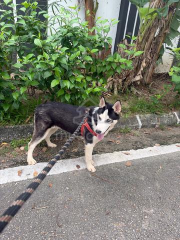 Husky puppy - photo 2 of 5