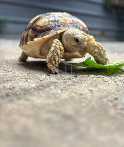 big Sulcata tortoise - photo 2 of 6
