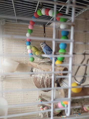 lovebird  - photo 3 of 6