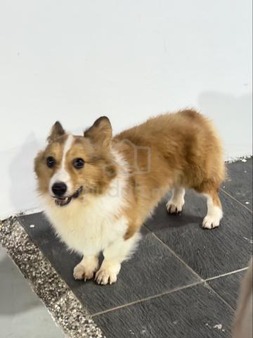 Corgi - photo 3 of 3