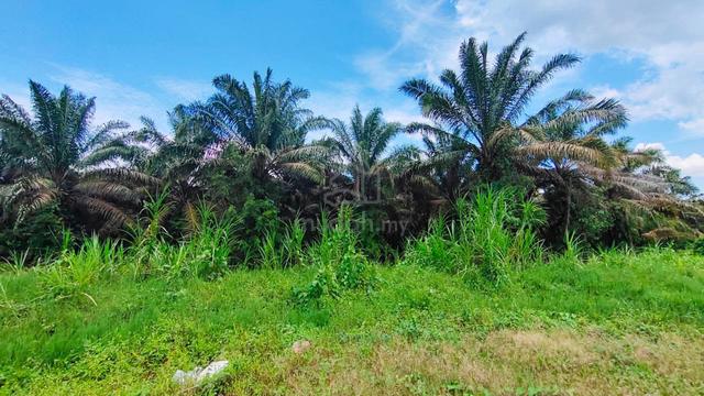 Mixed Zone Agriculture Land @ Muara Tuang, Kota Samarahan. 4