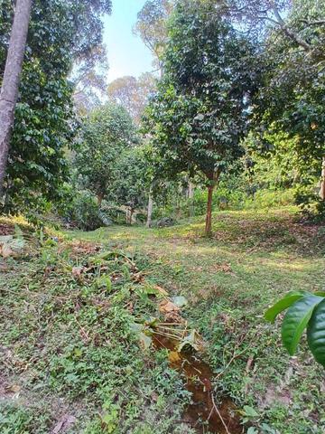 KEBUN BUAH-BUAHAN📍 Batu Puteh, Kerteh 1