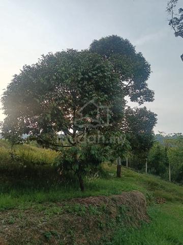 Durian Orchard 1