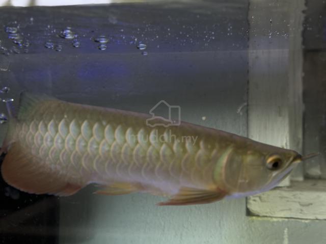 Carousel Image