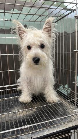 Pure Breed West Highland White Terrier (Feale) - photo 5 of 5