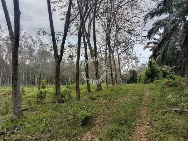 2.94149 acres abandoned rubber estate at Sungai Siput, Perak 1