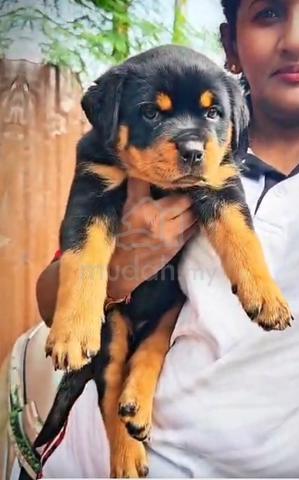 Rottweiler puppy - photo 3 of 4