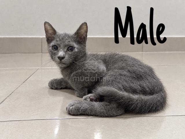 Domestic Medium Hair Kitten - photo 3 of 3