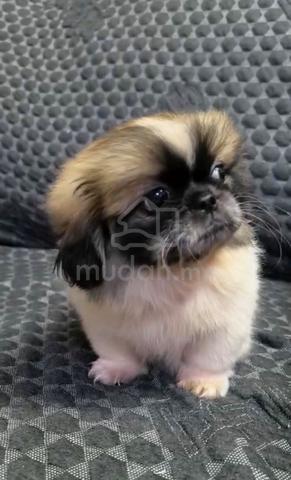 Pekingese Quality puppies - photo 2 of 6