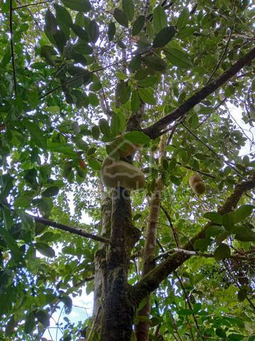 Dusun Buah-Buahan Untuk Dijual🌿 🌳 1