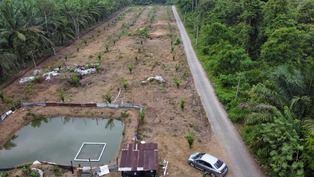 KEBUN SAWIT BERDEKATAN JALAN UTAMA LAMA MERAPOH - Kl 1