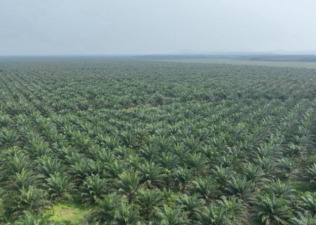 Ladang Sawit Di Johor 1