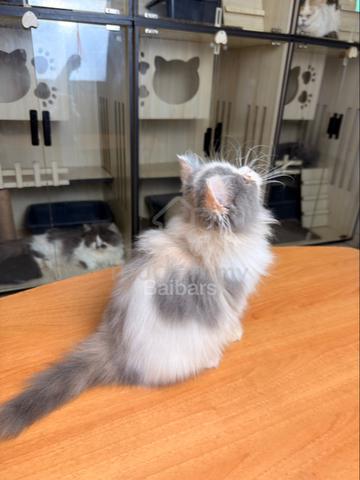 persian (DLH) - photo 4 of 6