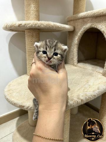 Munchkin - photo 2 of 2
